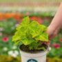 Coleus – Electric Lime – 6.5″ Pot